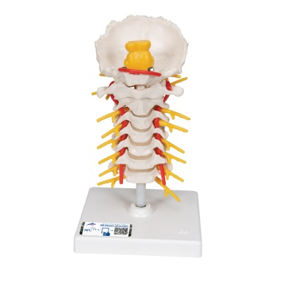 [3B] 3B경추모형 Cervical Spinal Column A72 [1000144]